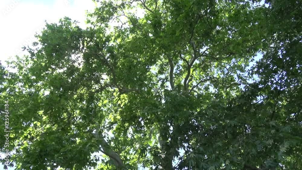 Plane tree foliage. A view from below. Plane tree foliage. A view from below.