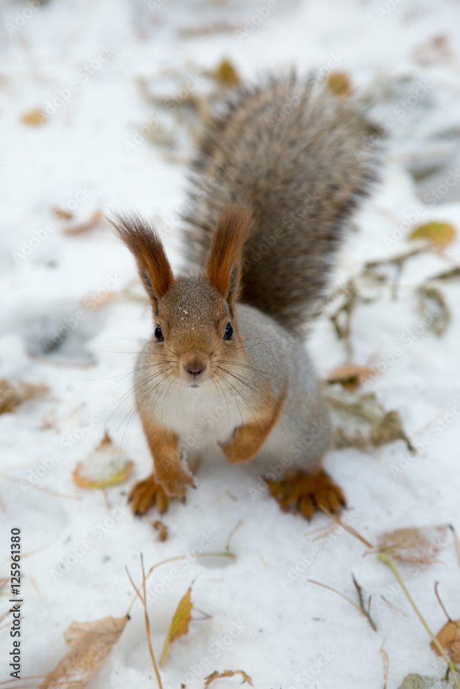 Siberian squirrel in the snow Siberian squirrel in the snow