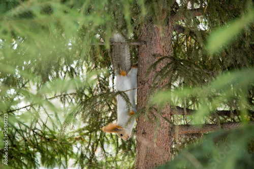 Siberian squirrel upside down on the trunk