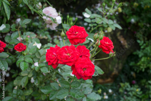 Red roses bush in the garden