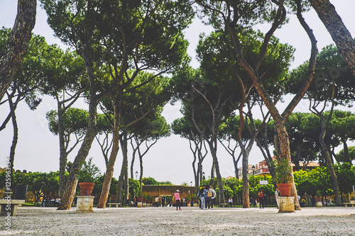 Orange tree garden in Rome photo