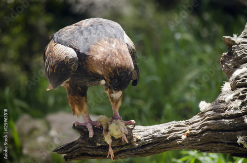 black breasted buzzard photo