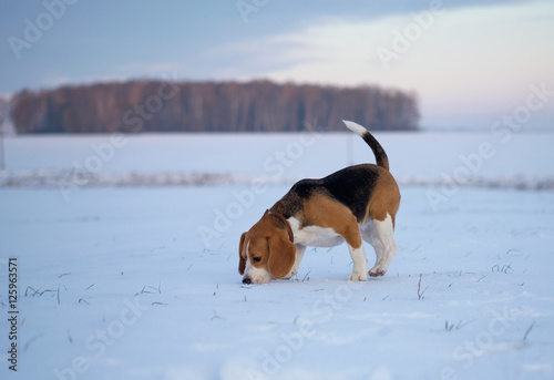 Утренняя прогулка с собакой породы бигль в зимнем лесу 