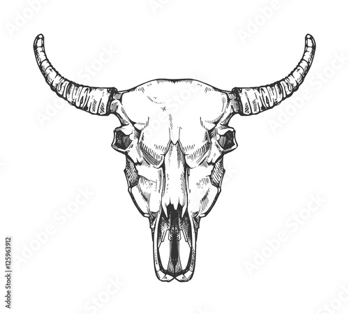 Vintage buffalo skull vector sketch. Bull animal head bones in hand drawn style.