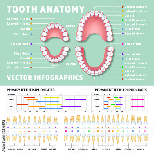 Orthodontist human tooth anatomy vector infographics with teeth diagrams