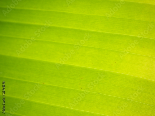 pattern of banana leaf with small black dot