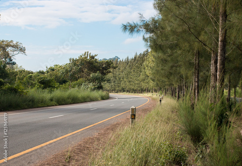 Asphalt road in the sunlight in pine forest 