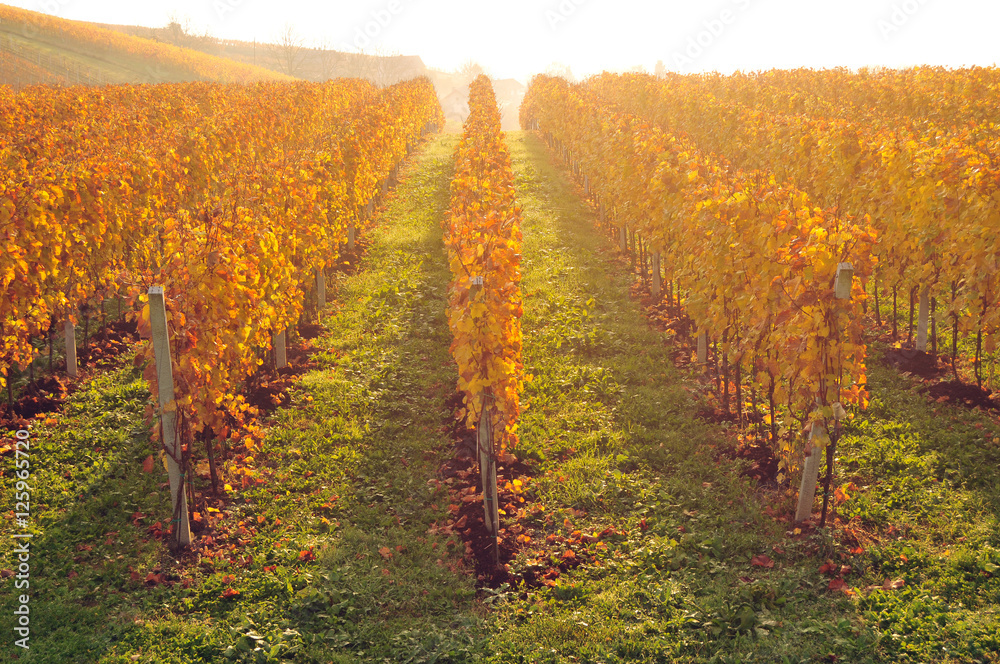 Yellow coloured vineyard lit by warm morning light