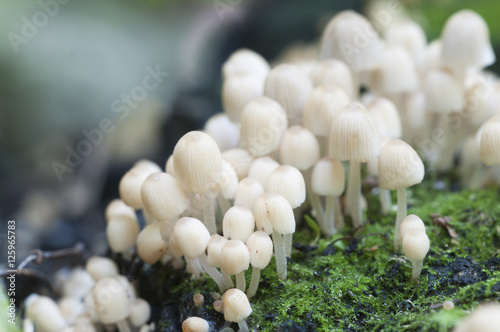 Mushrooms (Coprinus disseminatus) on a stump