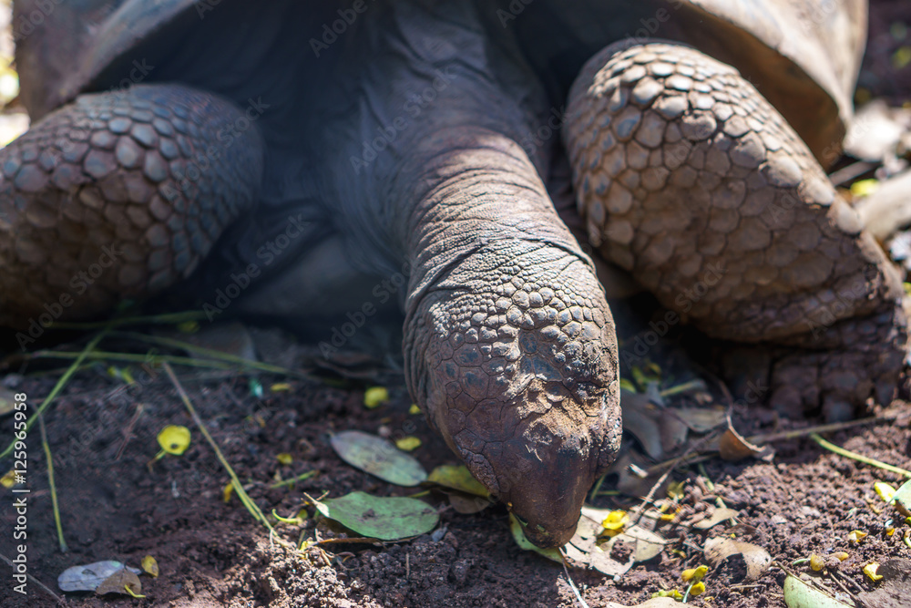 Fototapeta premium Turtle Skin of big tutle with sunlight in naturaul.