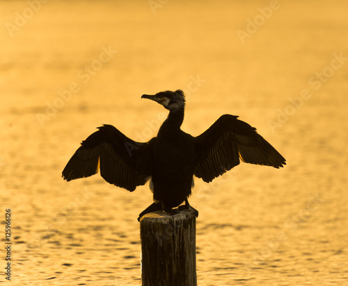 cormorant waterfowl 