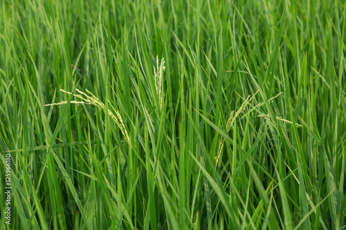 Close up of raw rice in rice field, abstract nature of raw food