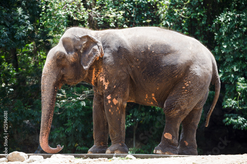 old elephant in thailand