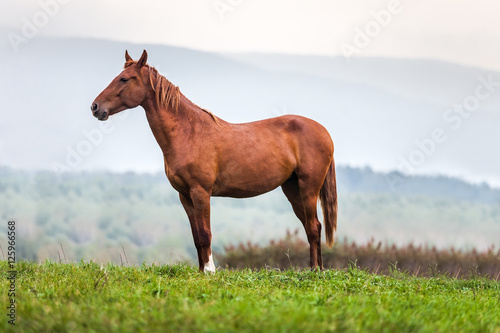Horse in a meadow