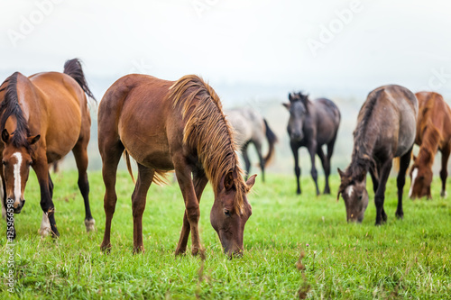 Horses grazing in a meadow © yo camon