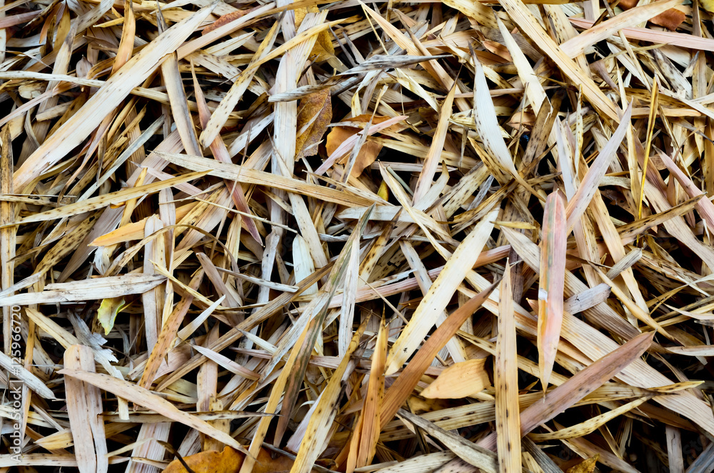 Bamboo tropical leaves on ground Bamboo tropical leaves on ground