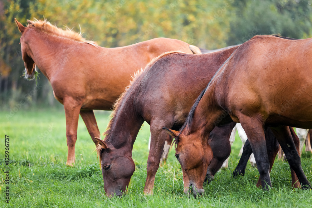 Horses grazing in a meadow near a forest Horses grazing in a meadow near a forest