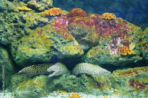 Moray fish