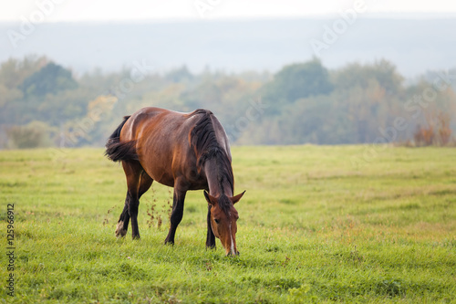 Horse grazing in a meadow © yo camon