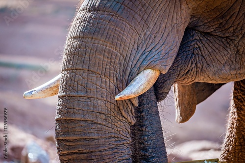 African Elephant (Loxodonta Africana) feeding time at the zoo