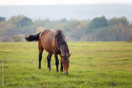 Horse grazing in a meadow © yo camon