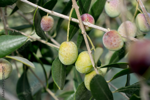 detail of olive on branch
