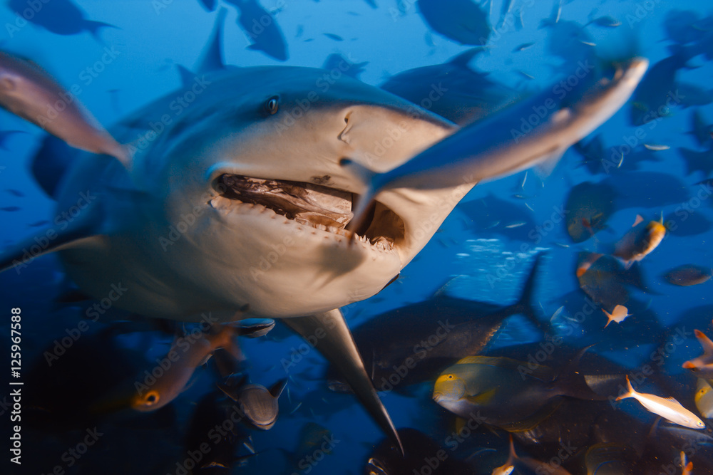 Obraz premium bullshark with opened mouth in dynamic motion