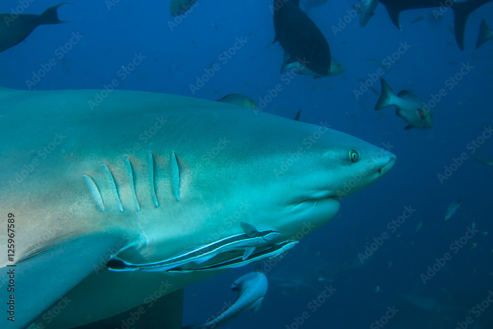 Bull shark closeup in Pacific ocean underwater