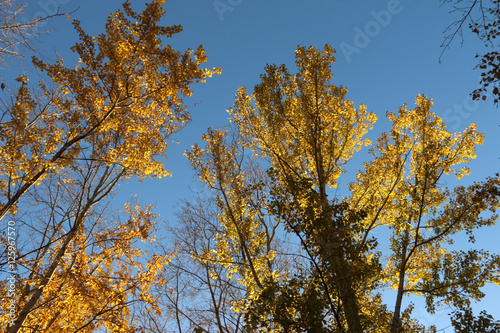 the sky through the trees autumn