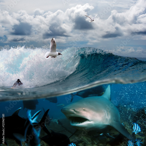 an ocean story with surfers and sharks