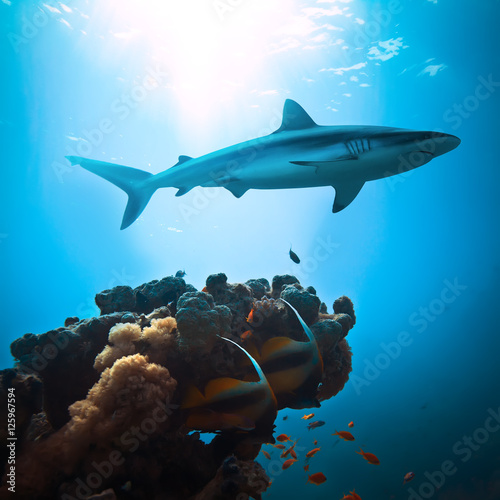 colorful underwater ocean coral reef and big shark