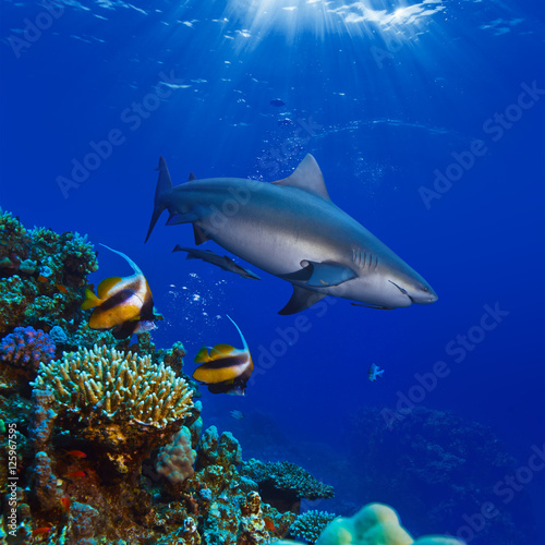 colorful underwater ocean coral reef and big shark