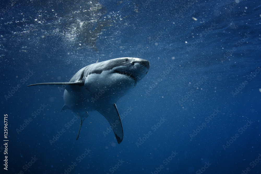 Obraz premium Wielki biały rekin w niebieskim oceanie. Fotografia podwodna. Polowanie na drapieżniki w pobliżu powierzchni wody.