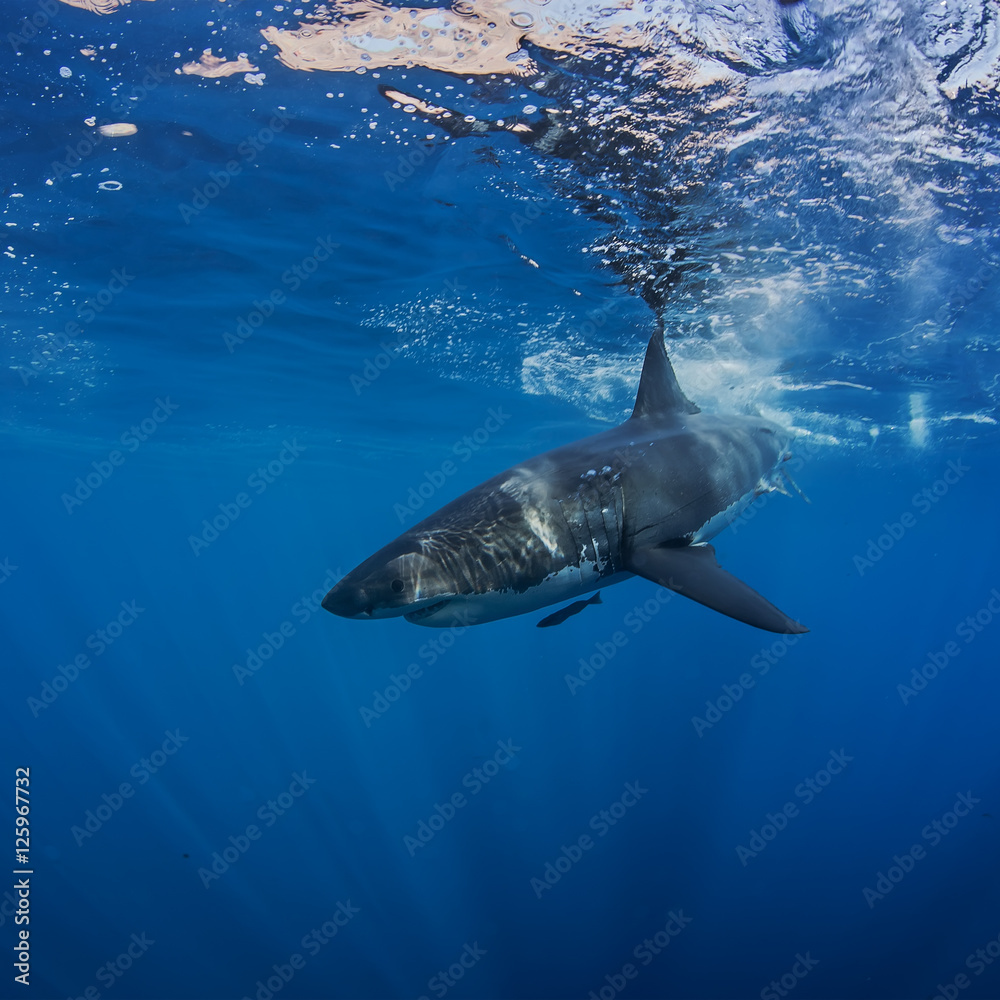 Obraz premium Great White Shark in blue ocean. Underwater photography. Predator hunting near water surface.