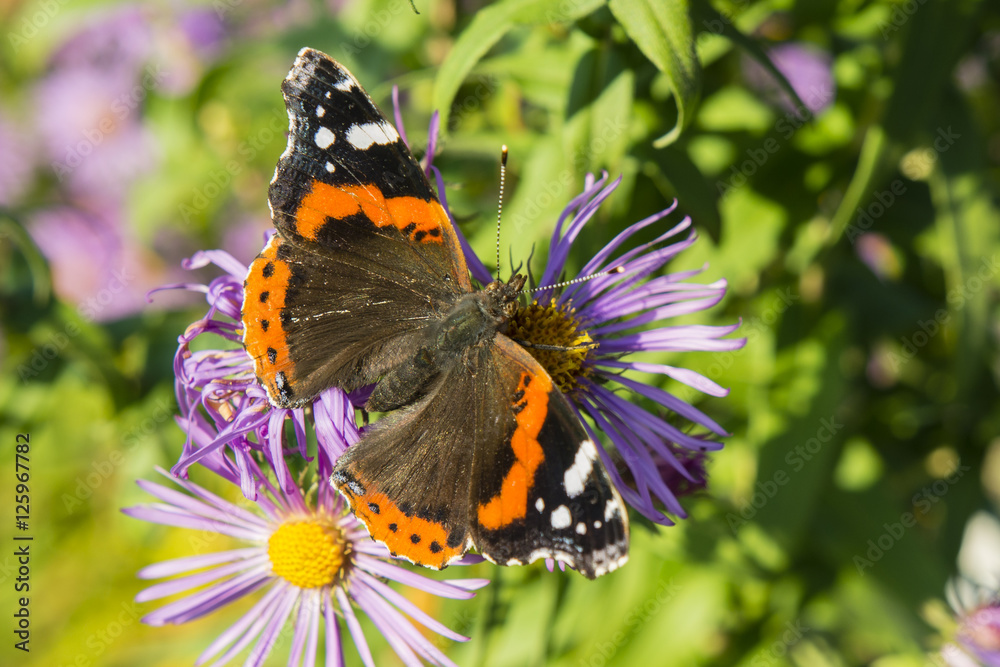 Vanessa Atalanta butterfly sitting on a flower purple daisy. Vanessa Atalanta butterfly sitting on a flower purple daisy.