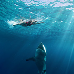 Great White Shark in blue ocean. Underwater photography. Predator hunting near water surface.