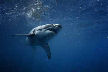 Great White Shark in blue ocean. Underwater photography. Predator hunting near water surface.