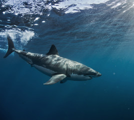 Great White Shark in blue ocean. Underwater photography. Predator hunting near water surface.