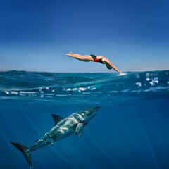 Great White Shark in blue ocean. Underwater photography. Predator hunting near water surface.