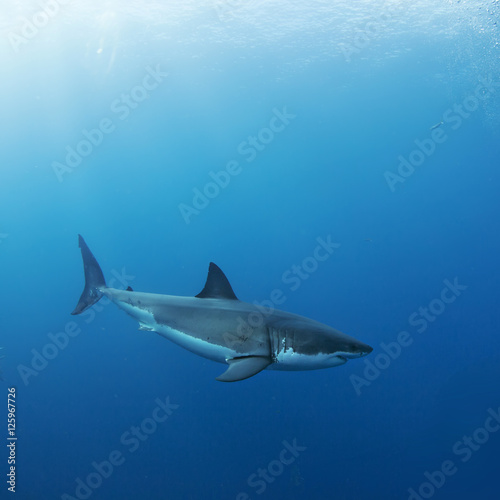 Great White Shark in blue ocean. Underwater photography. Predator hunting near water surface.