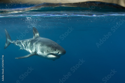 Great White Shark in blue ocean. Underwater photography. Predator hunting near water surface. © willyam