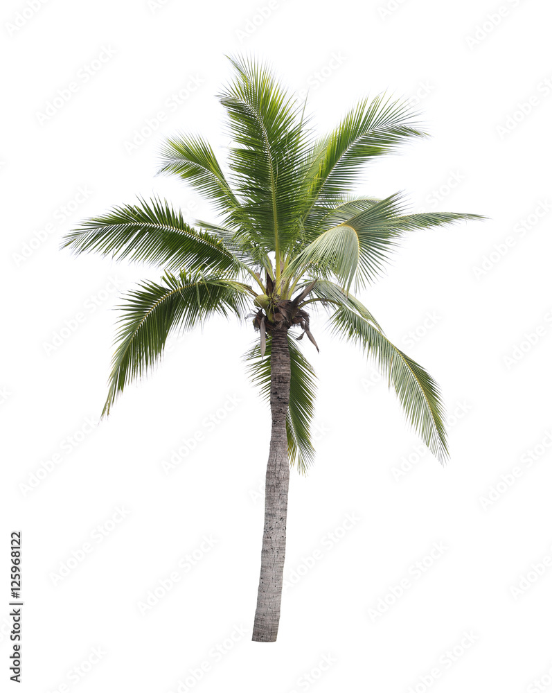 coconut tree isolated on white background.