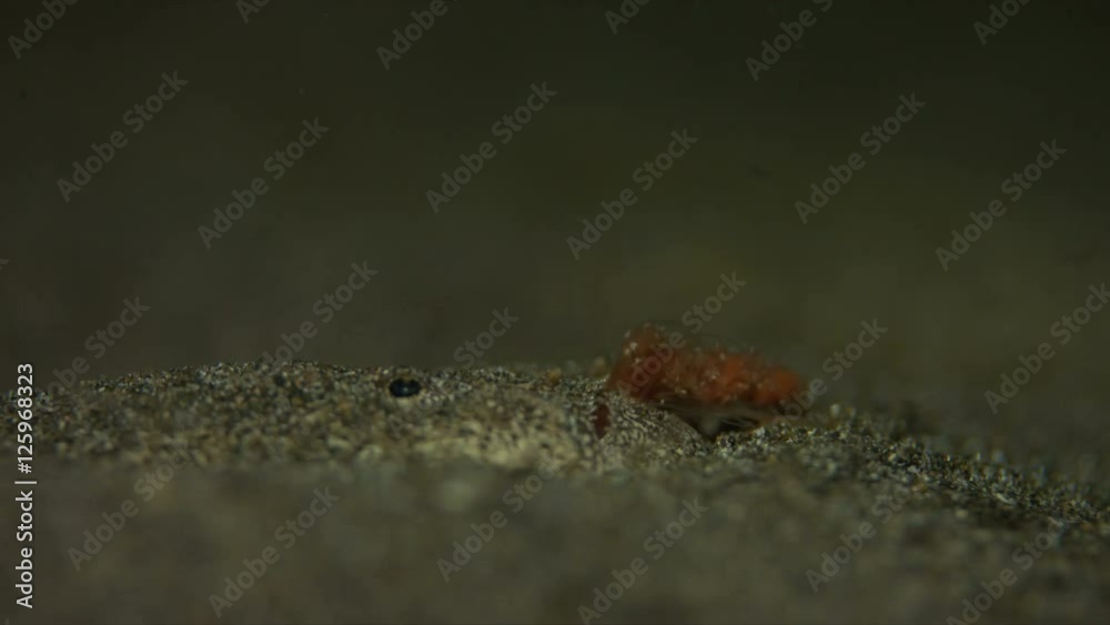 Reticulate Stargazer, Uranoscopidae - bury in sand Reticulate Stargazer, Uranoscopidae - bury in sand