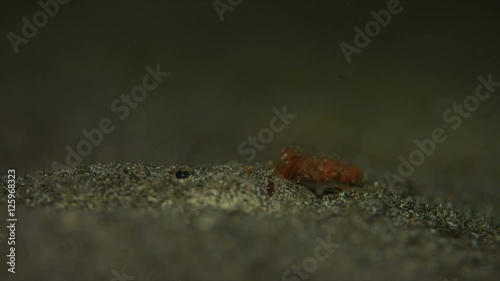 Reticulate Stargazer, Uranoscopidae - bury in sand photo