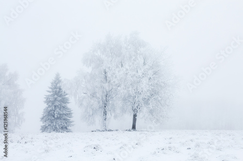 Grove of trees in fog in the winter landscape © Lars Johansson