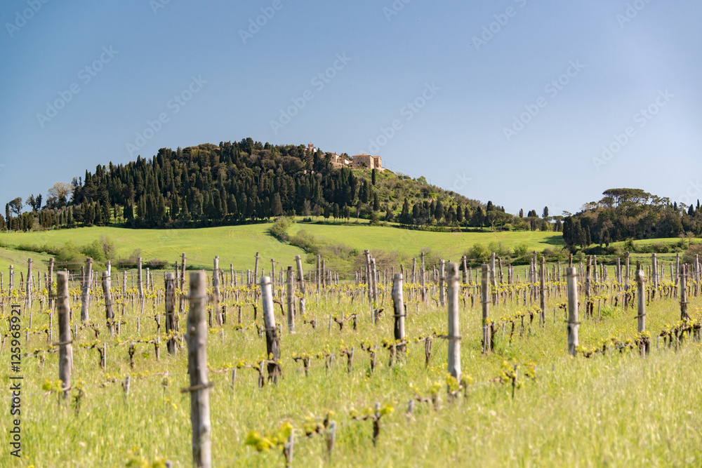 Fototapeta premium Weingut auf dem Hügel