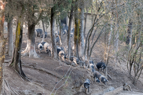 Cinta Senese Schweine freilaufend im Gatter photo