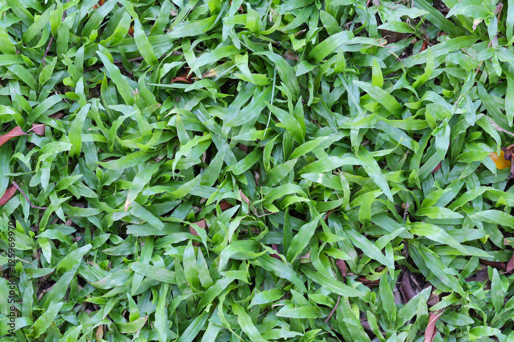 Green lawn in top view. Green lawn in top view.