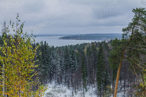 хвойный лес