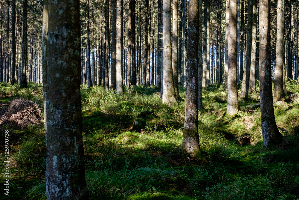 Bäume im Wald